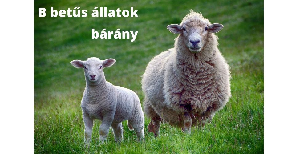 B betűs állatok