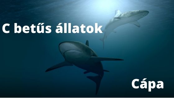 C betűs állatok
