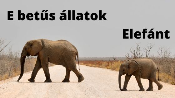 E betűs állatok