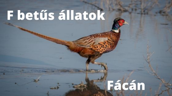 F betűs állatok