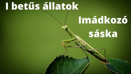 I betűs állatok