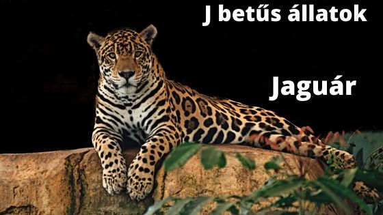 J betűs állatok
