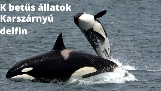 K betűs állatok