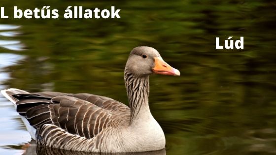 L betűs állatok