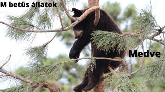 M betűs állatok