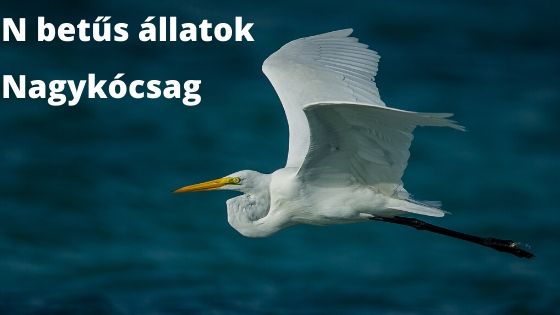 N betűs állatok