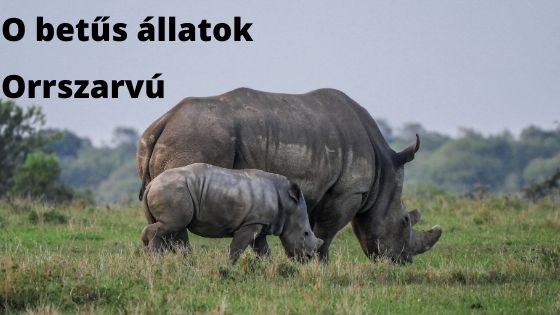 O betűs állatok