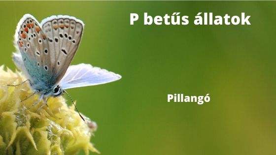 P betűs állatok