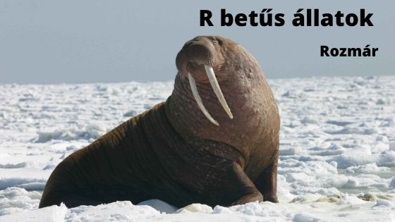 R betűs állatok