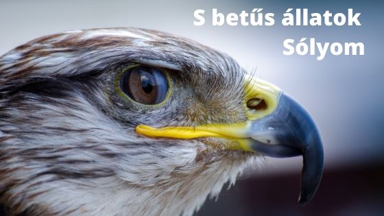 S betűs állatok