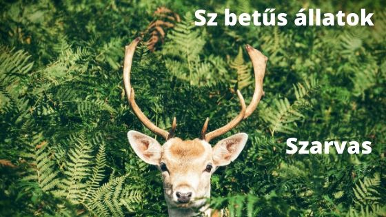 Sz betűs állatok