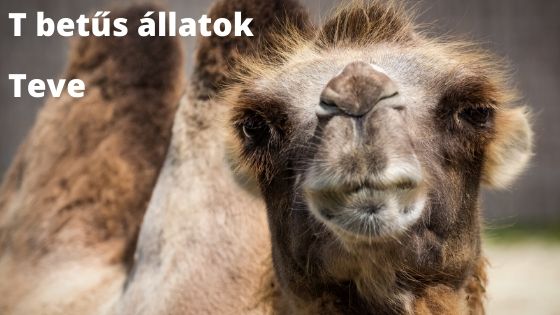T betűs állatok