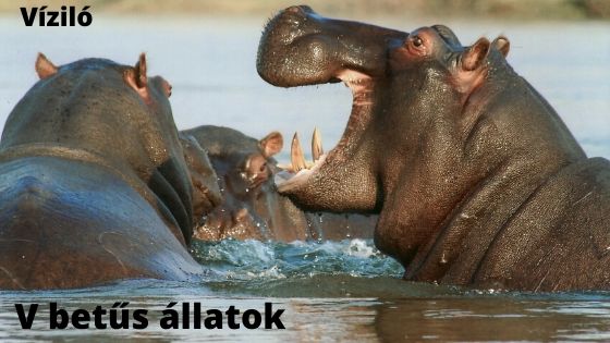 V betűs állatok