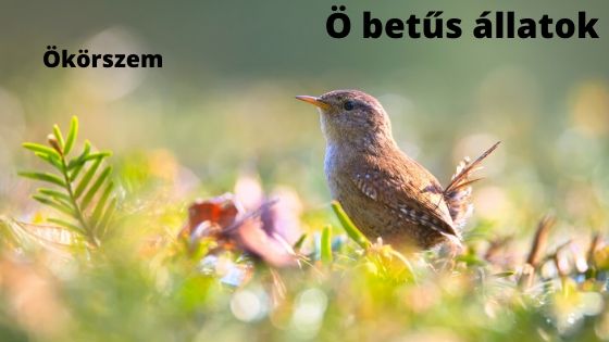 Ö betűs állatok 02